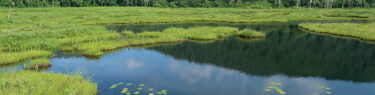 夏空を映す尾瀬ヶ原の池塘