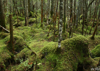 北八ツ・苔の森の絶景