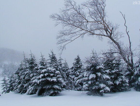 雪と霧に包まれた蓼科山山中