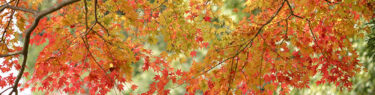 高尾山で撮った紅葉