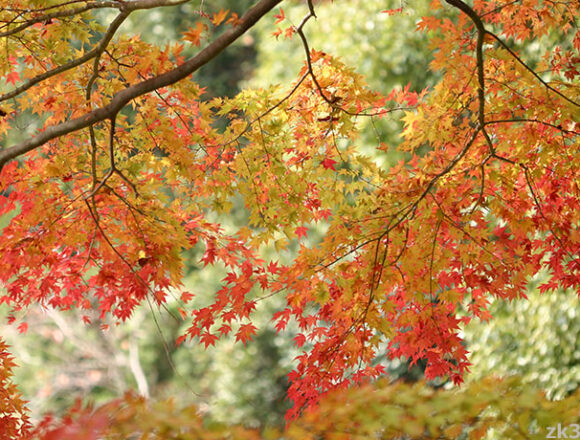 高尾山で撮った紅葉