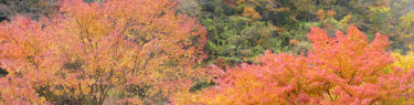 石鎚山山麓の紅葉