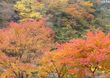 石鎚山山麓の紅葉