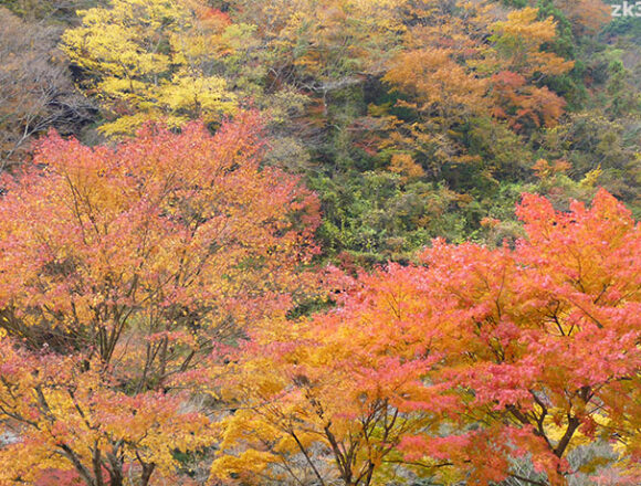 石鎚山山麓の紅葉