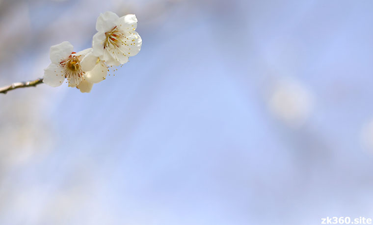 早春の空気と白梅