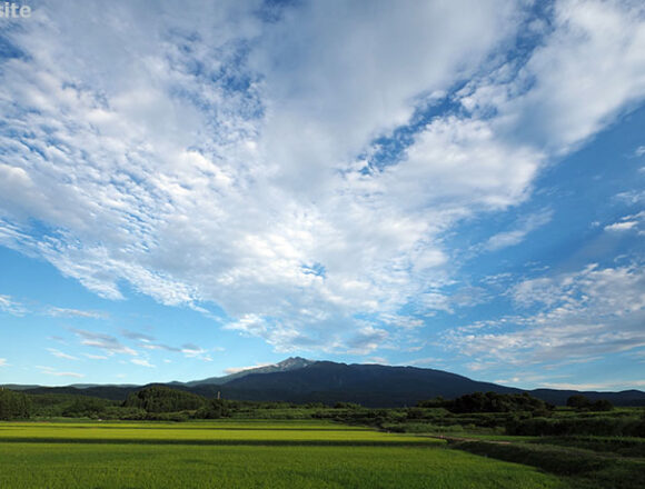 青田超しに望む夏の鳥海山