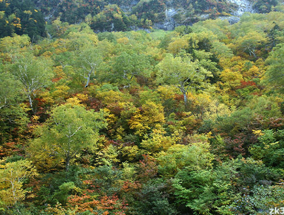 槍沢の紅葉