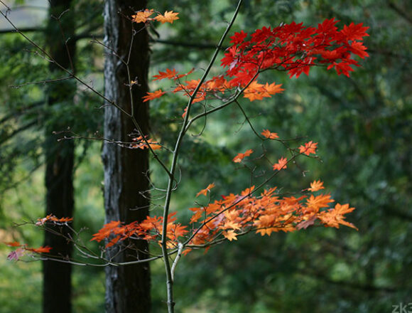 檜原都民の森のモミジ