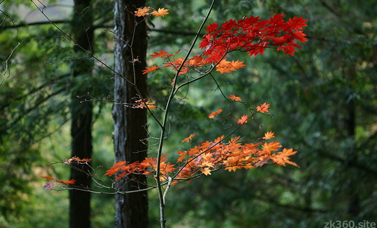 檜原都民の森のモミジ