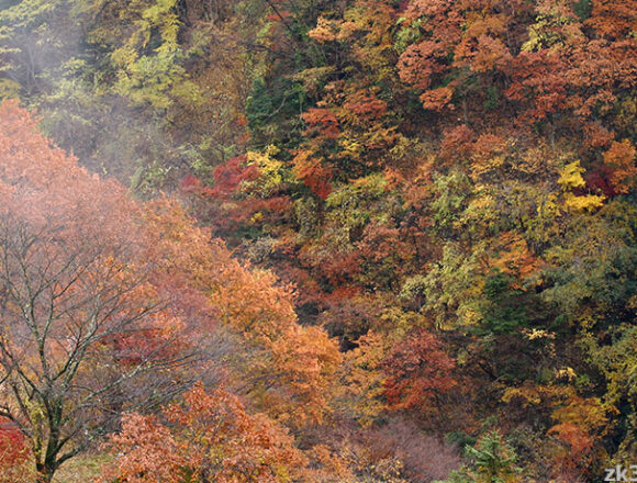 錦をまとう晩秋の奥多摩