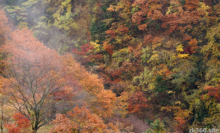 錦をまとう晩秋の奥多摩