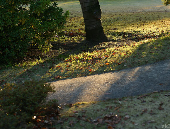 昭和記念公園の片隅の小さな絶景