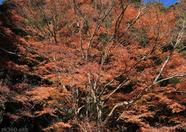 筑波山中腹の紅葉