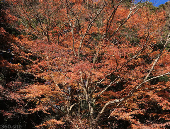 筑波山中腹の紅葉