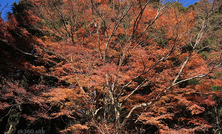 筑波山中腹の紅葉