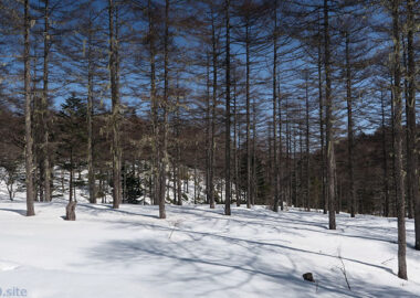 サルオガセの森＠入笠山