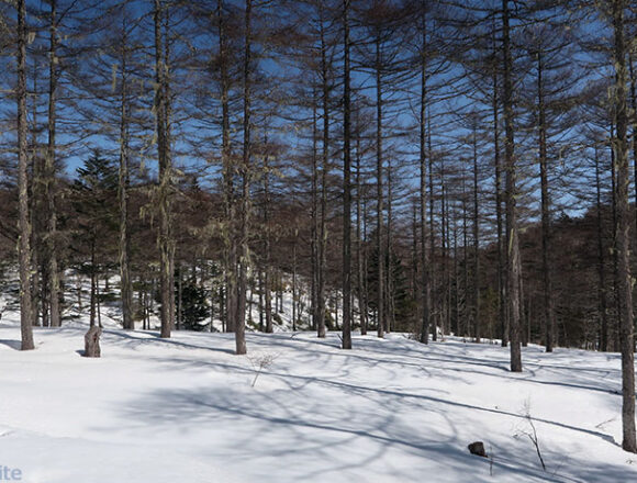 サルオガセの森＠入笠山