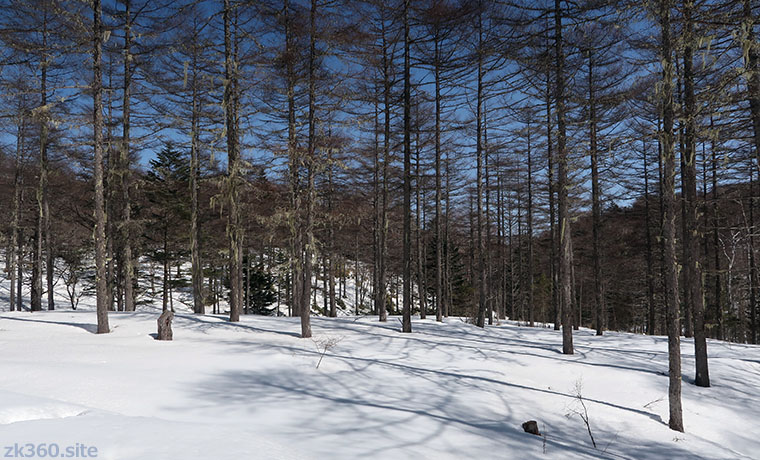 サルオガセの森＠入笠山