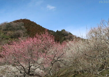 高尾梅郷・木下沢梅林の紅白梅
