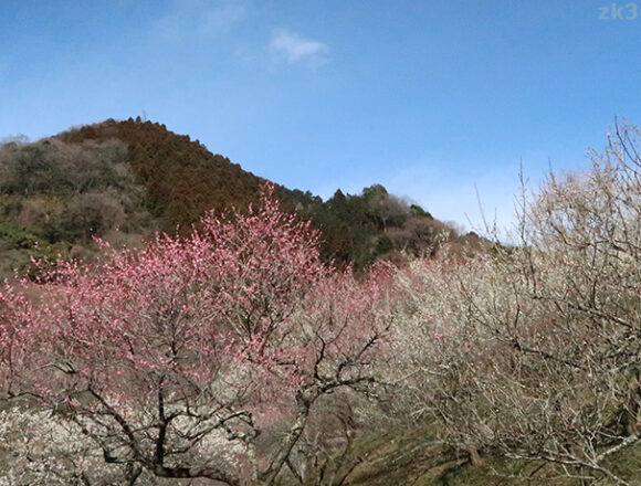 高尾梅郷・木下沢梅林の紅白梅