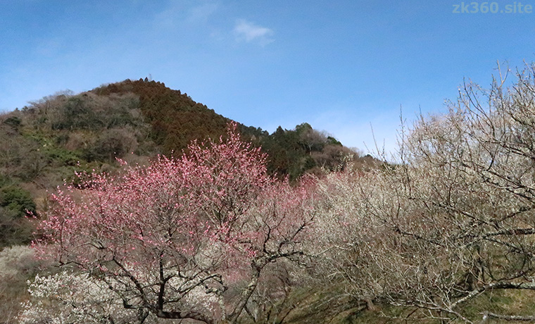 高尾梅郷・木下沢梅林の紅白梅