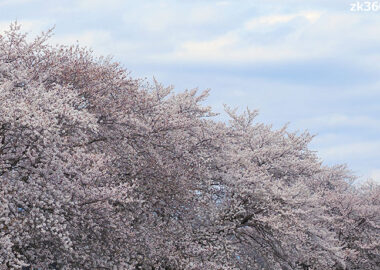 満開のソメイヨシノ