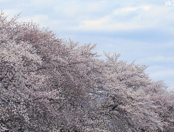 満開のソメイヨシノ