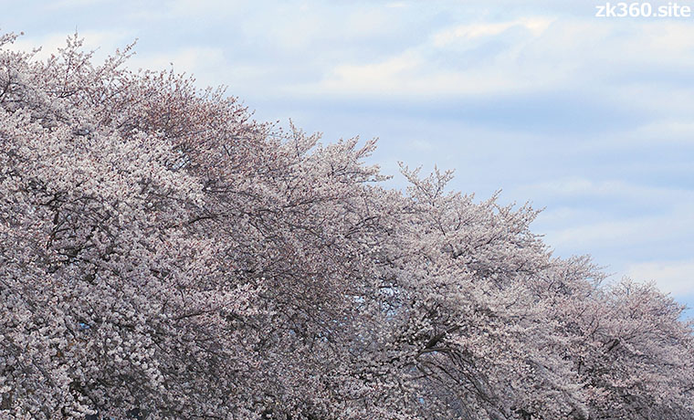満開のソメイヨシノ