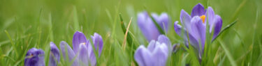草むらに咲くクロッカス
