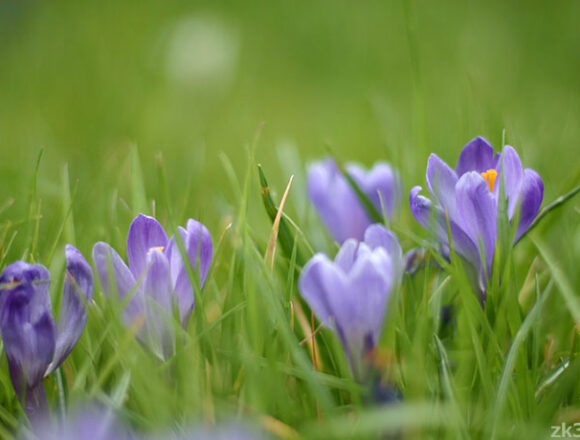 草むらに咲くクロッカス