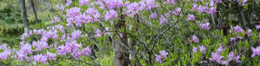 奥多摩のミツバツツジの花
