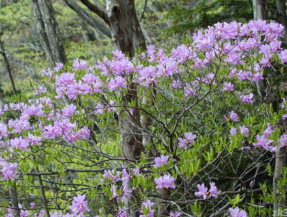 奥多摩のミツバツツジの花