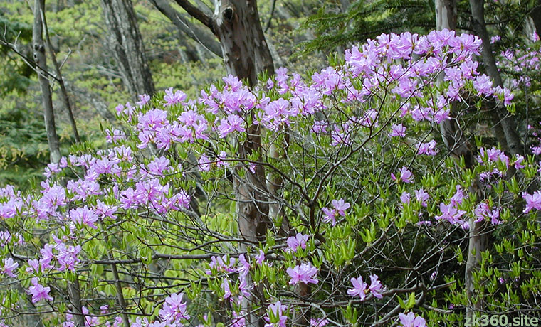 奥多摩のミツバツツジの花