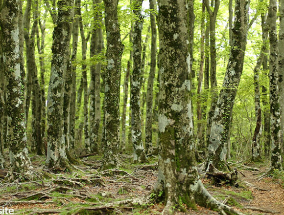 伊豆半島の天城山脈のブナ林